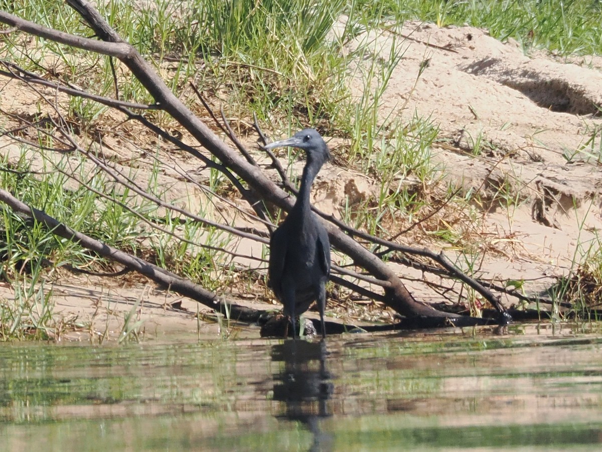 Black Heron - ML647297937
