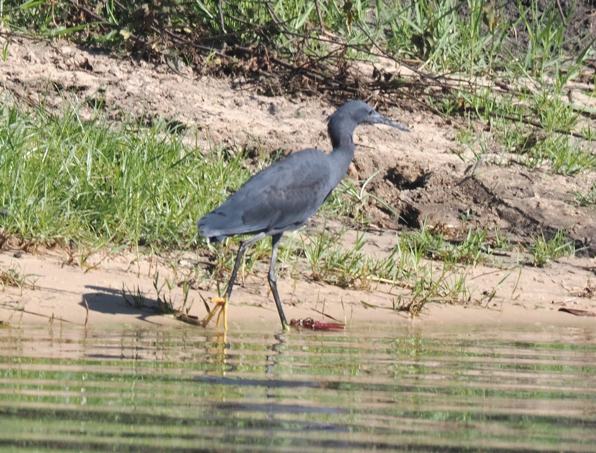 Black Heron - ML647297938