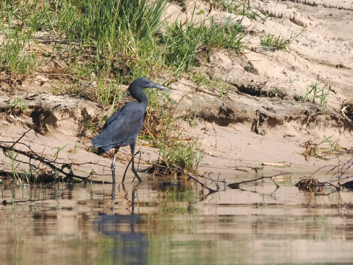 Black Heron - ML647297939