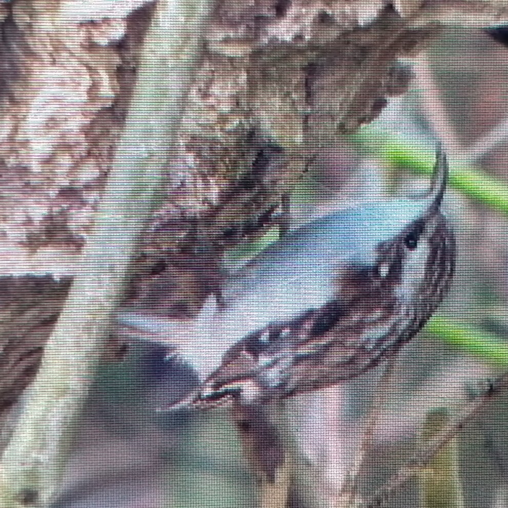 Basoetako gerri-txoria - ML647297950