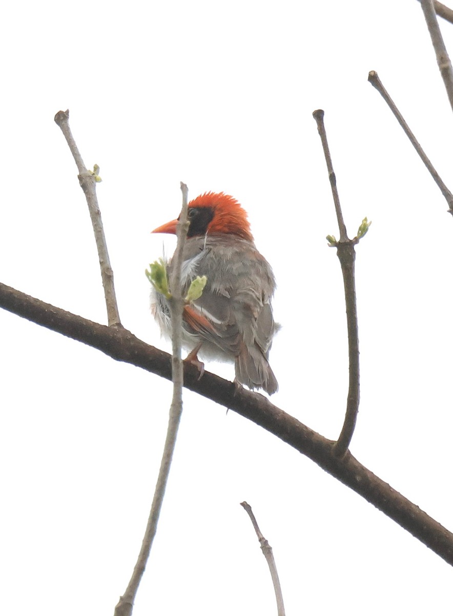Red-headed Weaver - ML647297952