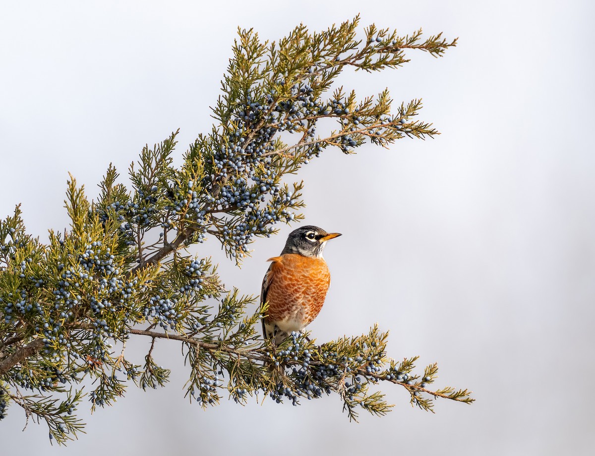 American Robin - ML647297953