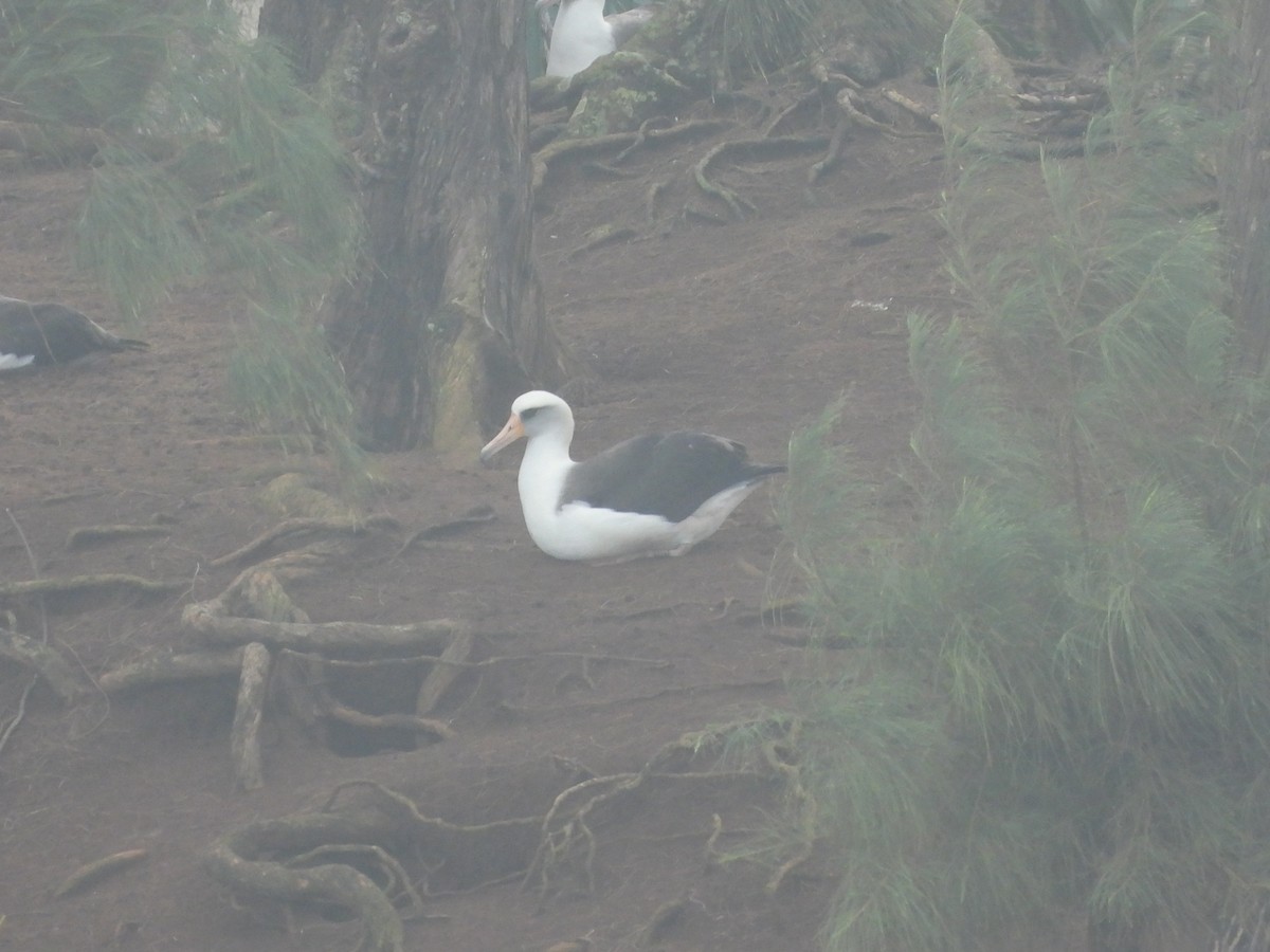 Laysan Albatross - ML647297954