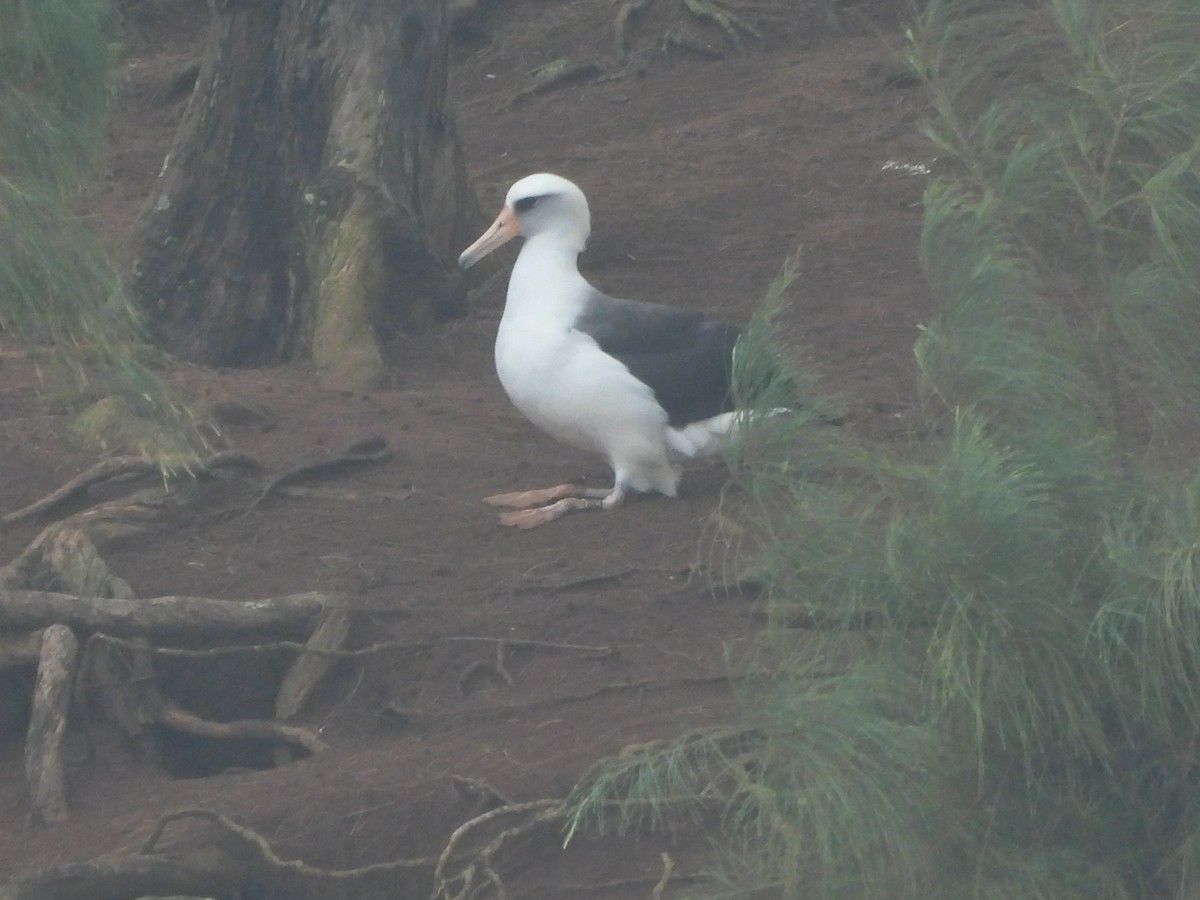 Laysan Albatross - ML647297967