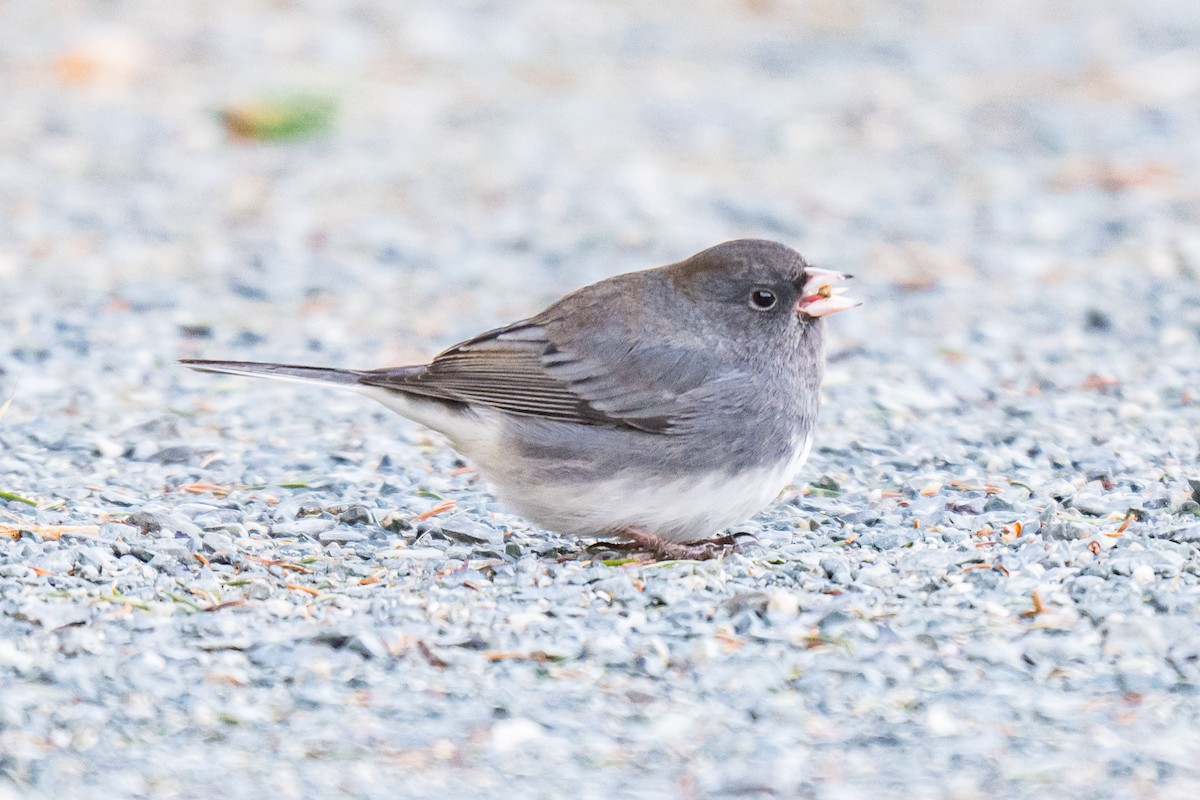 Junco ardoisé - ML647297968