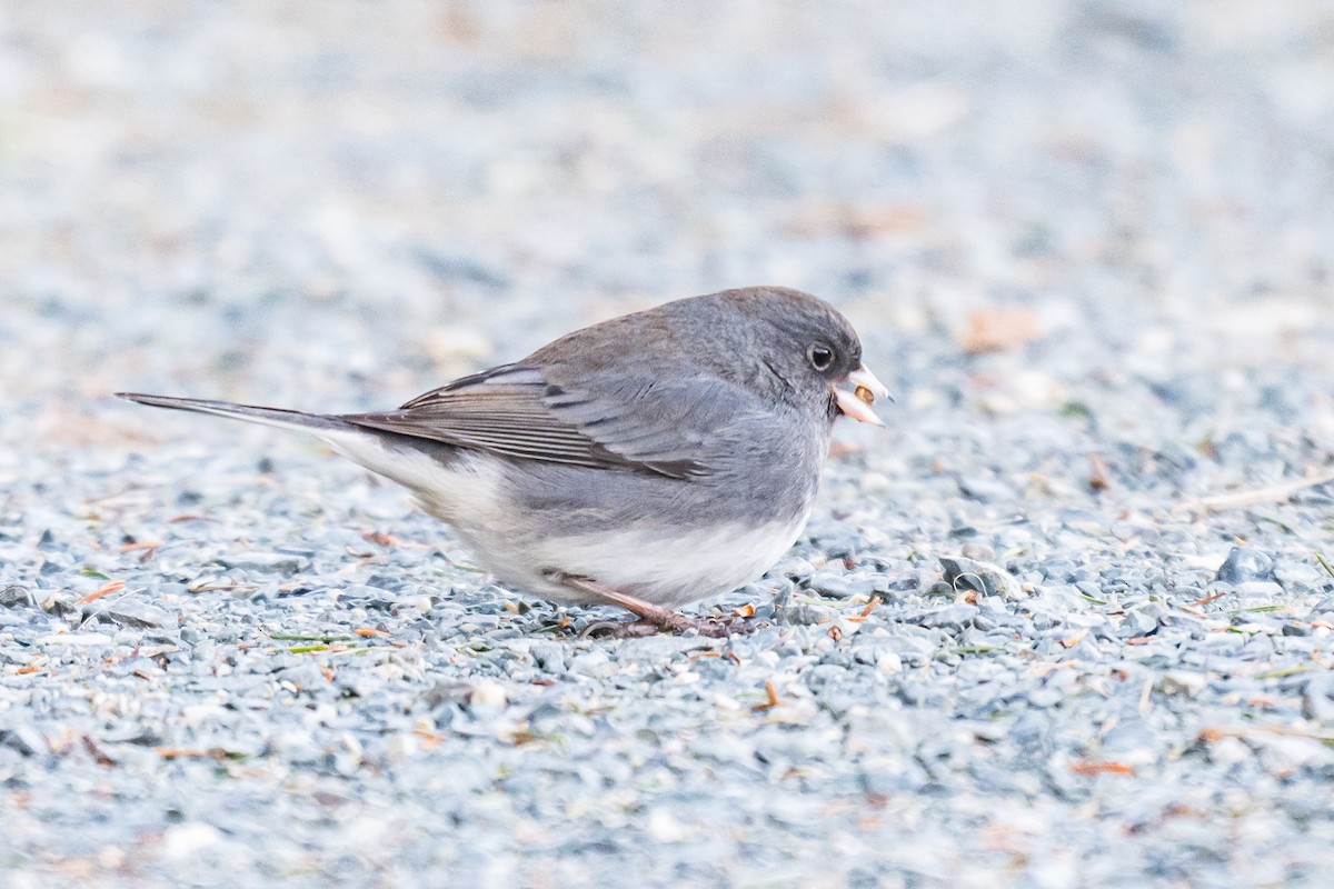 Junco ardoisé - ML647297969