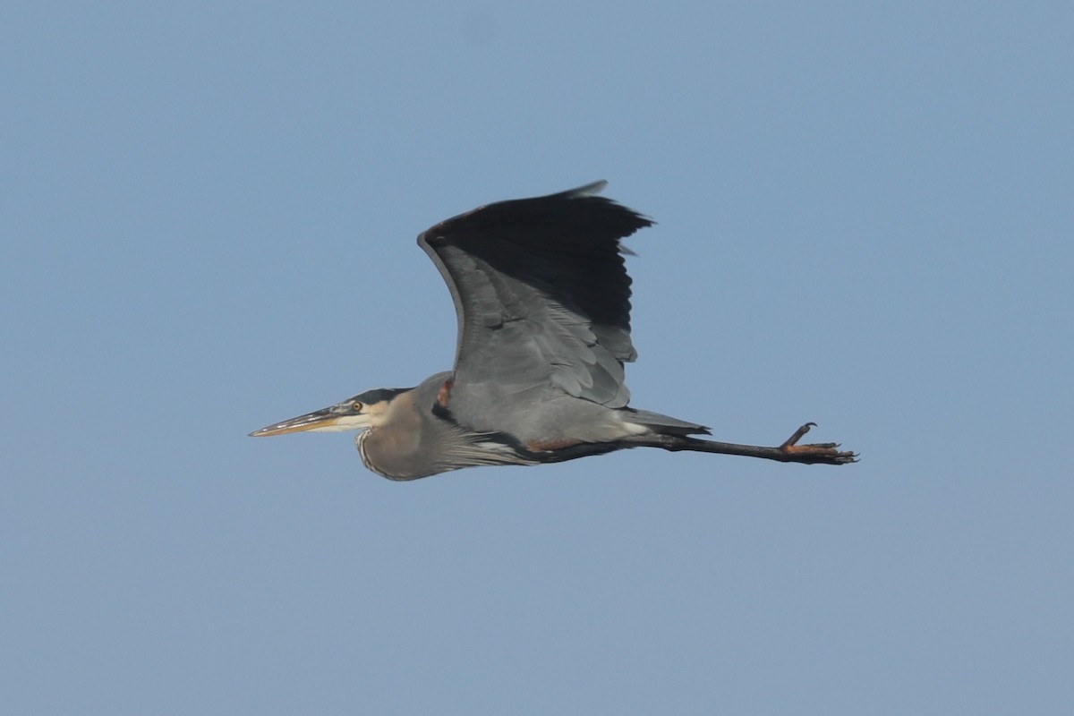 オオアオサギ（herodias グループ） - ML647297971