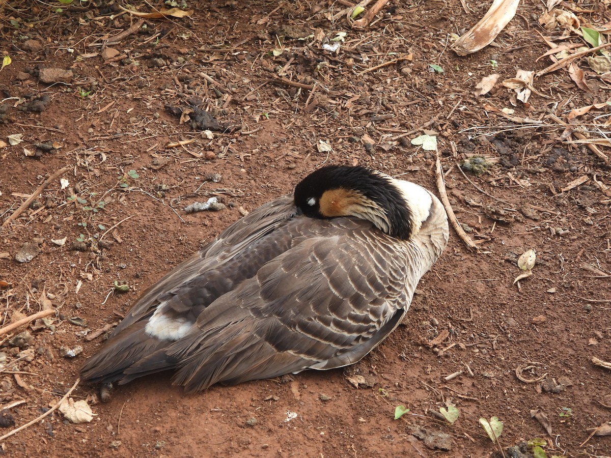 Hawaiian Goose - ML647297984