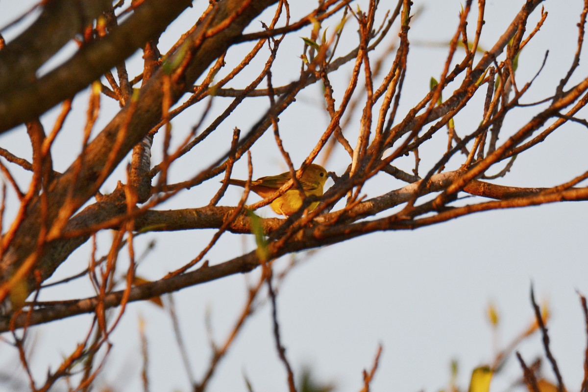 Northern Yellow Warbler - ML647297989