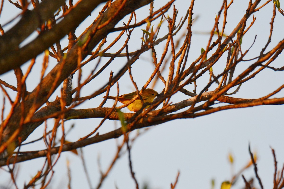 Northern Yellow Warbler - ML647297990