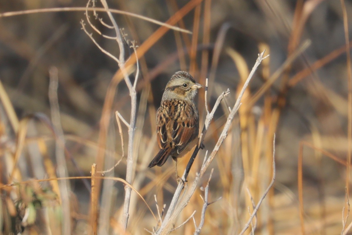 Swamp Sparrow - ML647297991