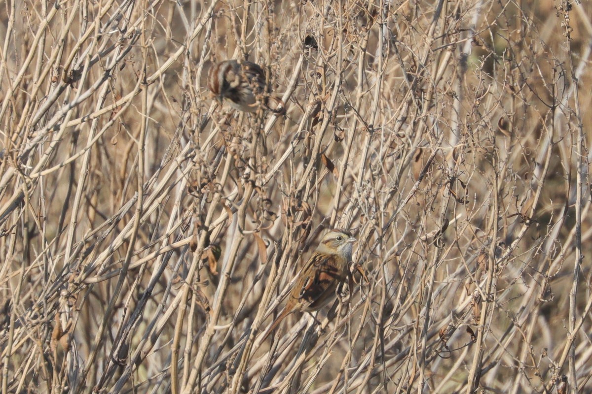 Swamp Sparrow - ML647297992