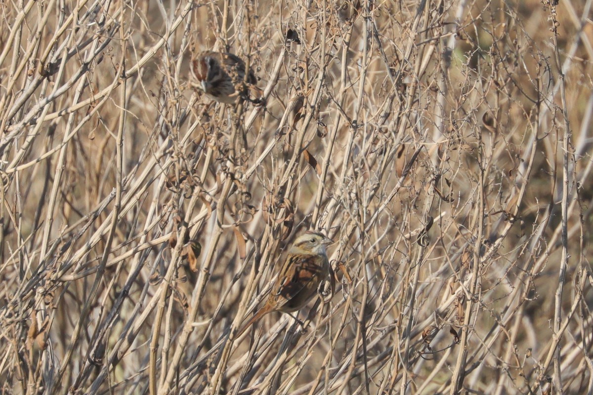 Swamp Sparrow - ML647297993