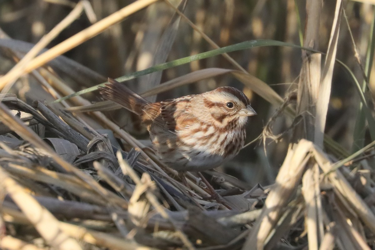 ウタスズメ（melodia／atlantica） - ML647297995