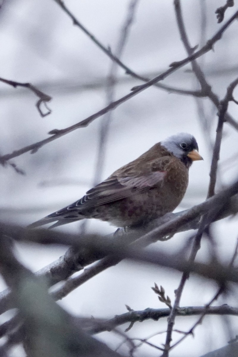 Gray-crowned Rosy-Finch (Hepburn's) - ML647298003