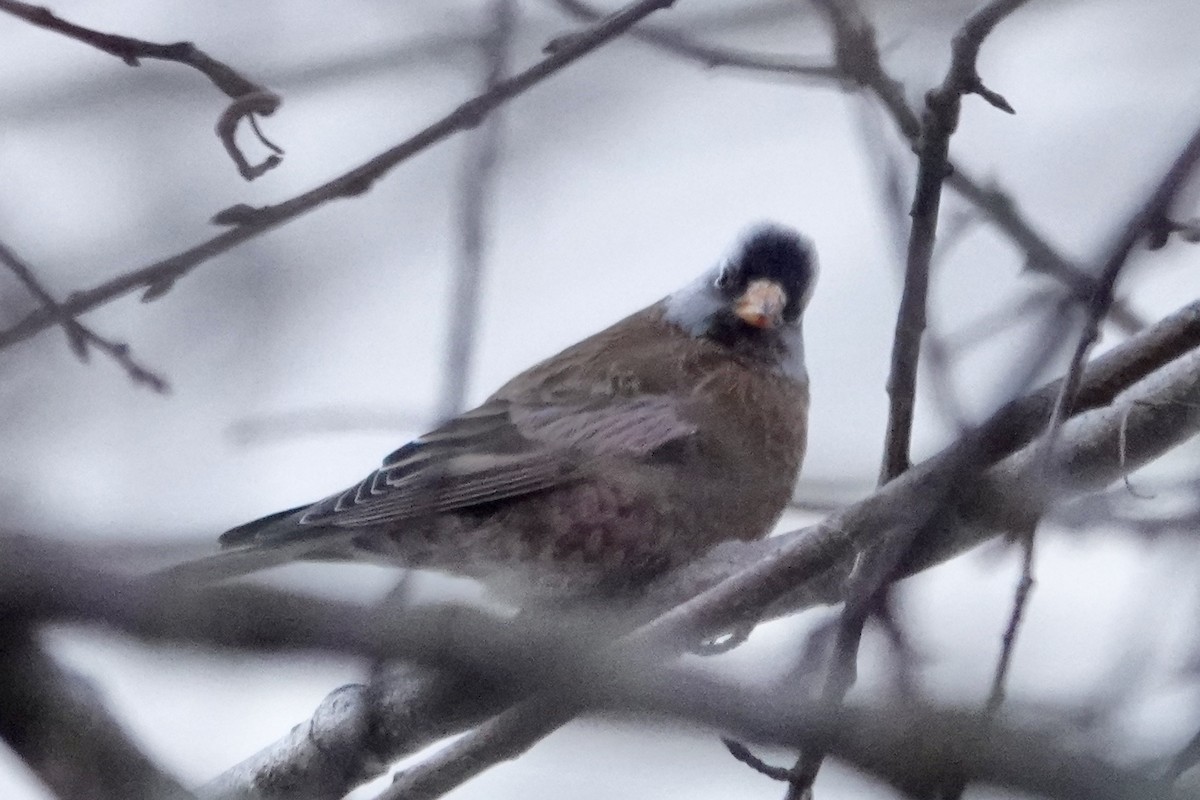 Gray-crowned Rosy-Finch (Hepburn's) - ML647298004