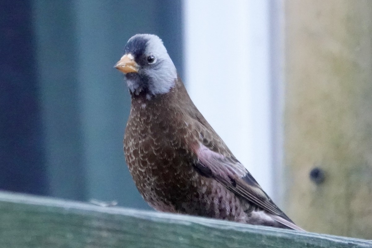 Gray-crowned Rosy-Finch (Hepburn's) - ML647298005