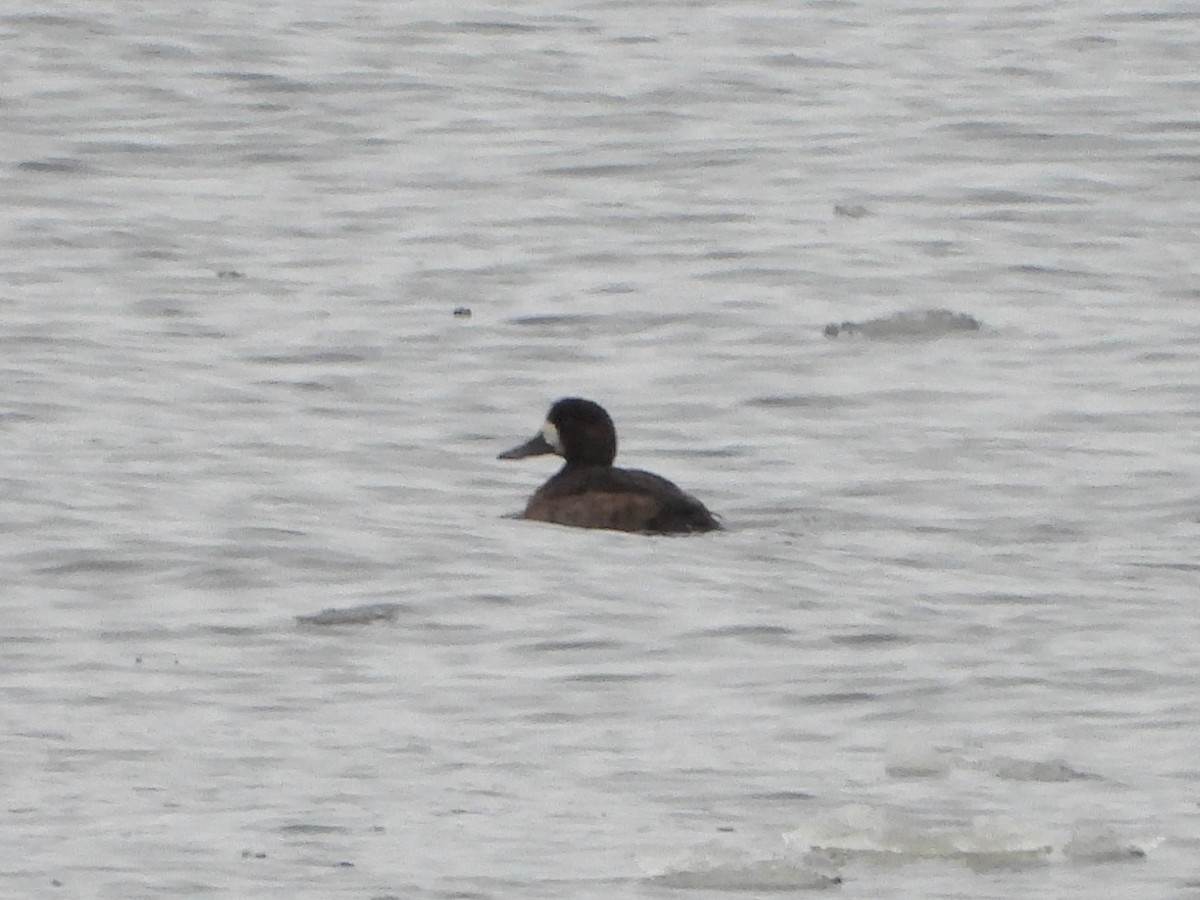 Fuligule milouinan - ML647298011