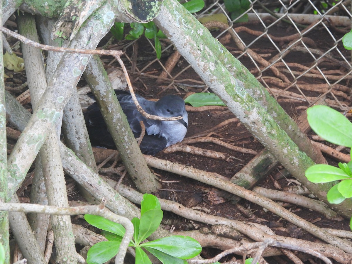 Wedge-tailed Shearwater - ML647298013