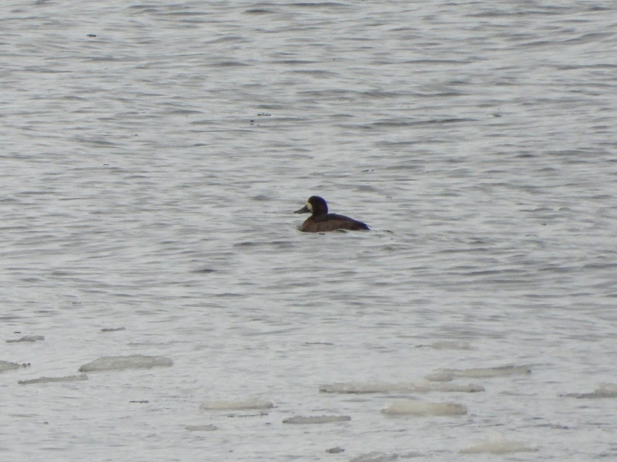 Fuligule milouinan - ML647298016