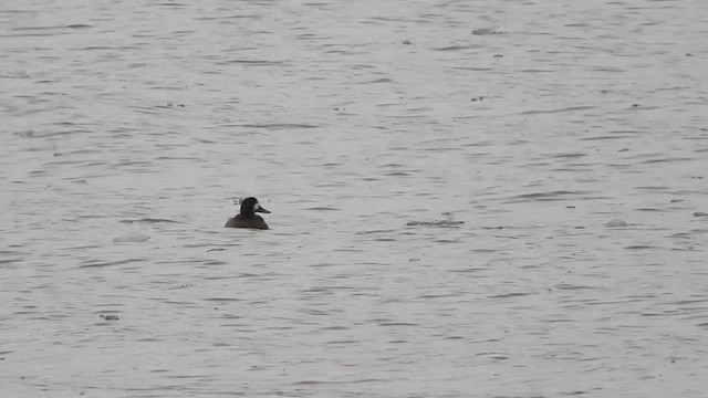 Porrón Bastardo - ML647298027