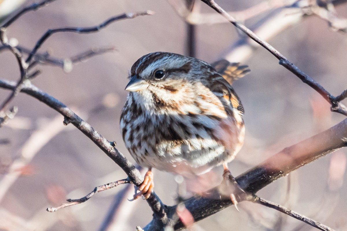 Bruant chanteur - ML647298036