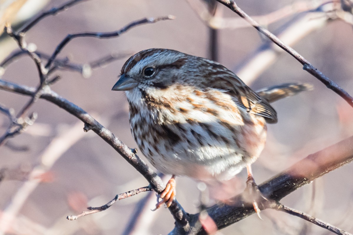 Bruant chanteur - ML647298037