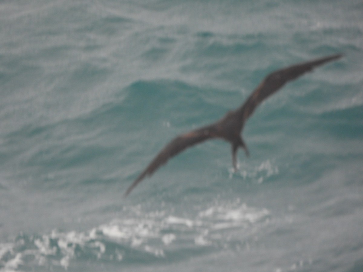 Great Frigatebird - ML647298050