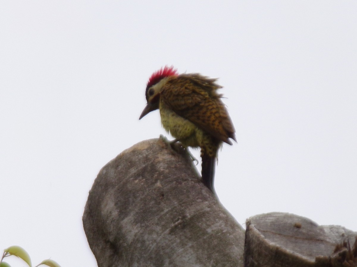 Spot-breasted Woodpecker - ML647298059
