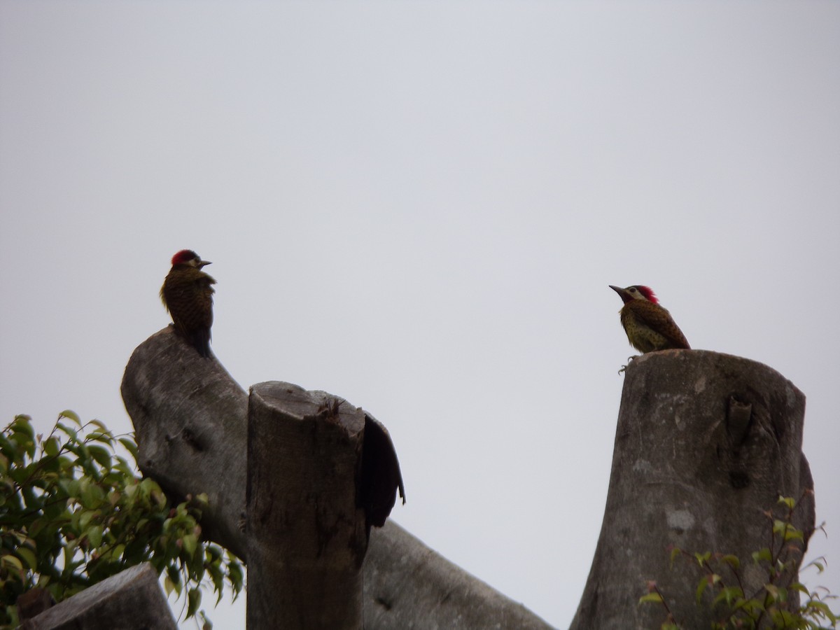 Spot-breasted Woodpecker - ML647298060