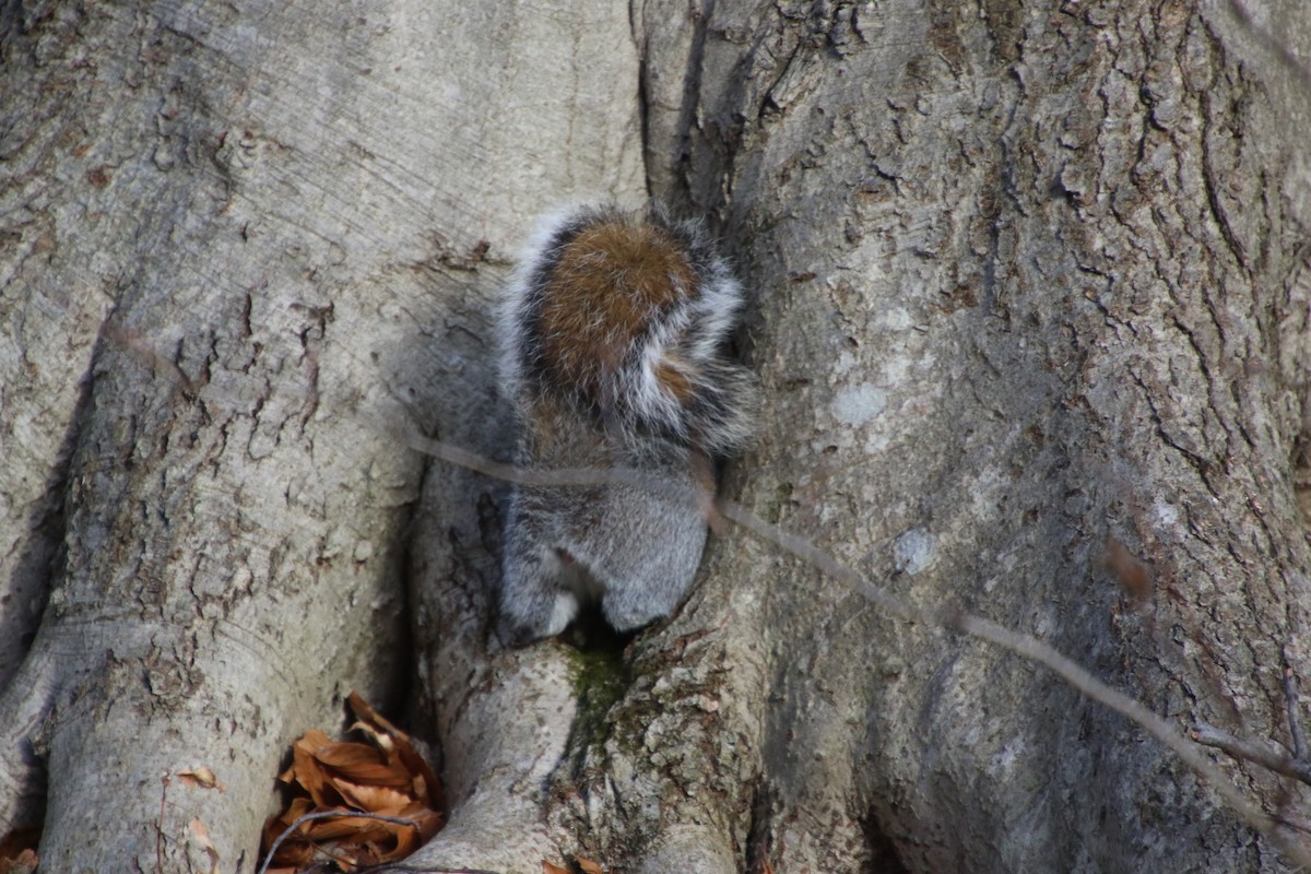 Animals - ML647298072