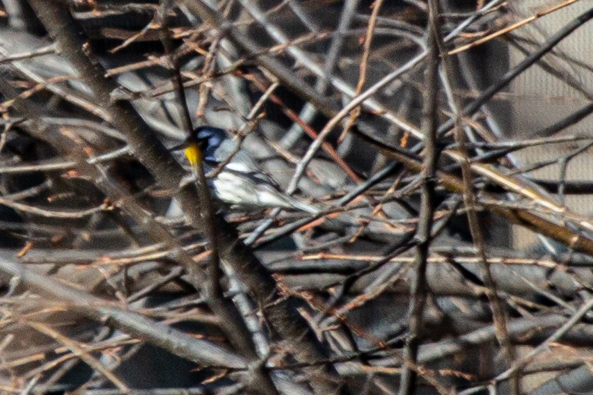 Goldkehl-Waldsänger - ML647298073