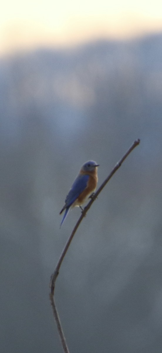 Eastern Bluebird - ML647298077