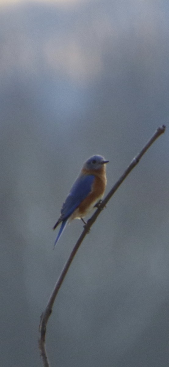 Eastern Bluebird - ML647298078