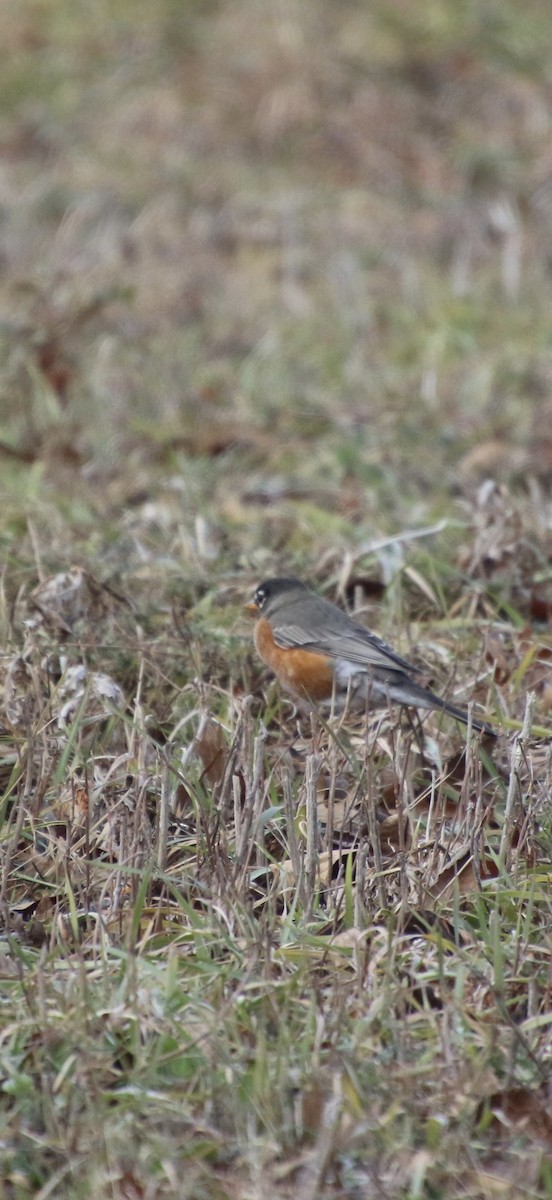 American Robin - ML647298083