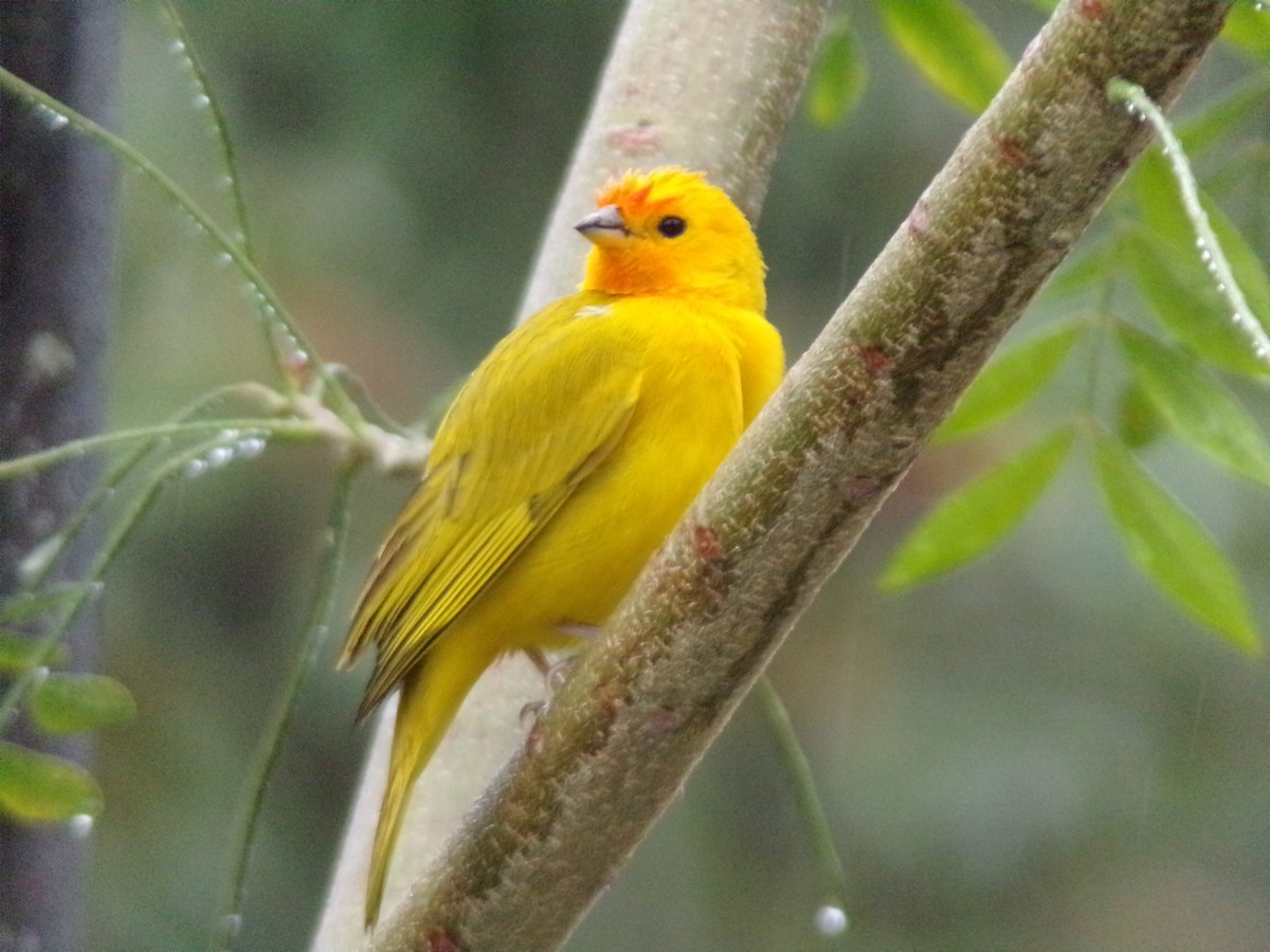 Saffron Finch - ML647298093