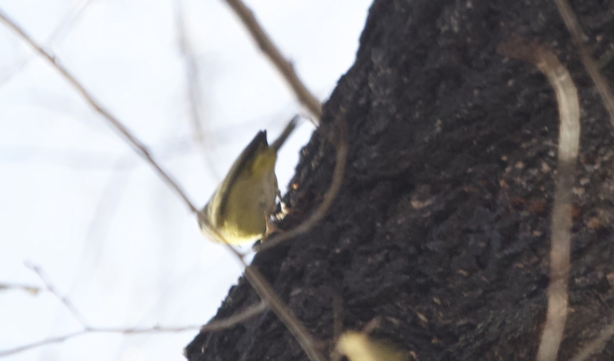 Nashville Warbler - ML647298130