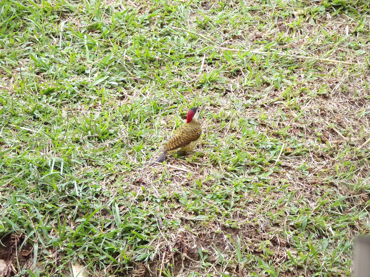 Spot-breasted Woodpecker - ML647298145