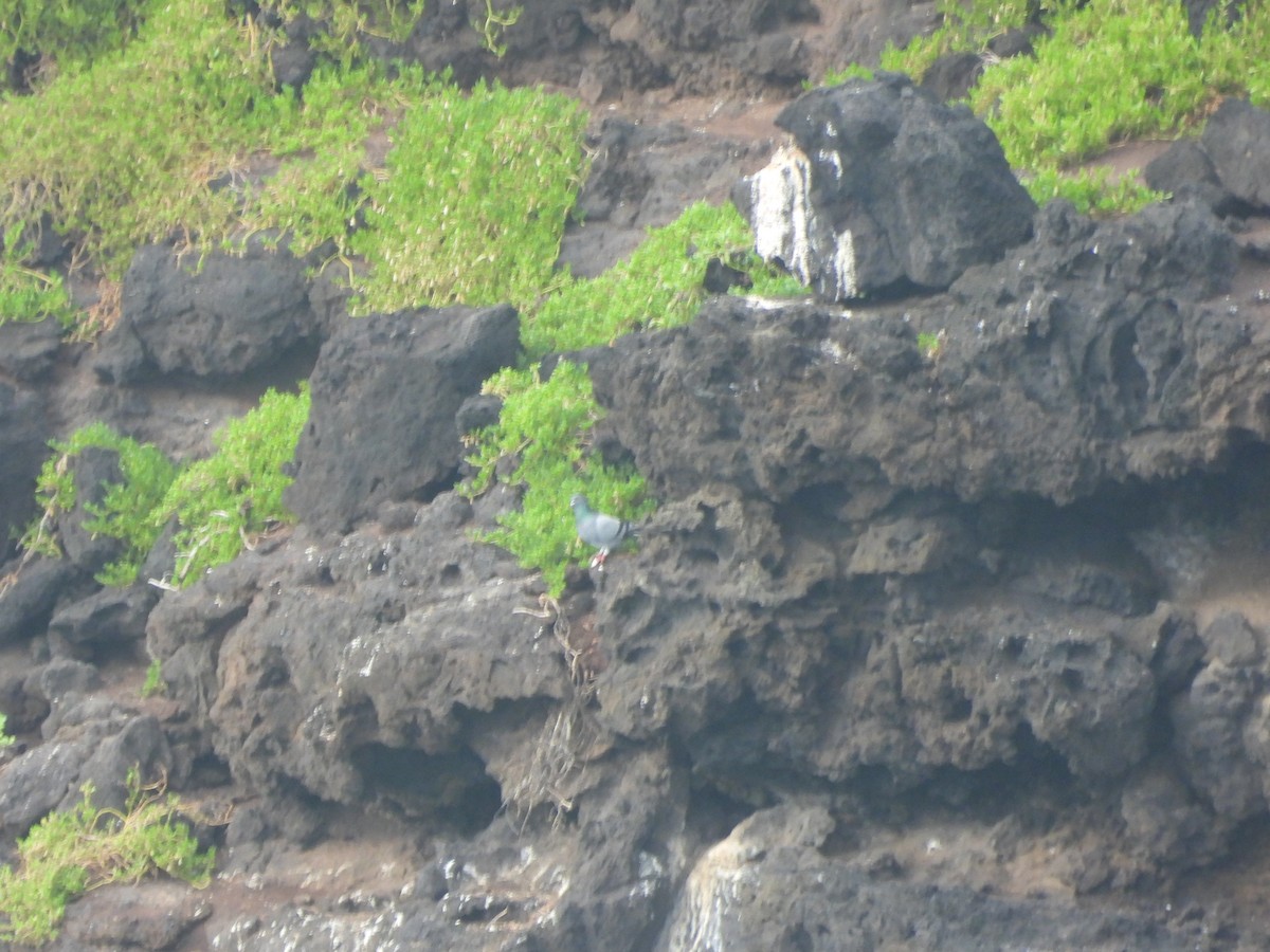Rock Pigeon (Feral Pigeon) - ML647298156