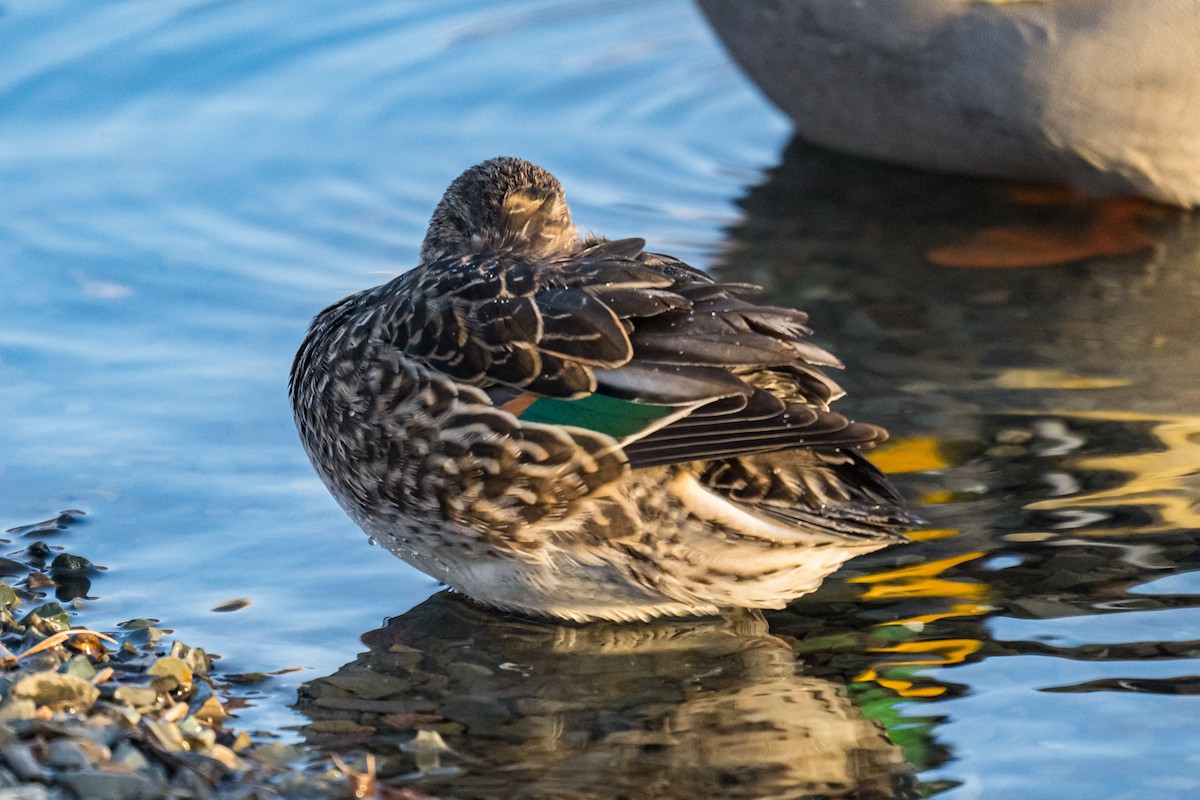 Sarcelle d'hiver - ML647298169