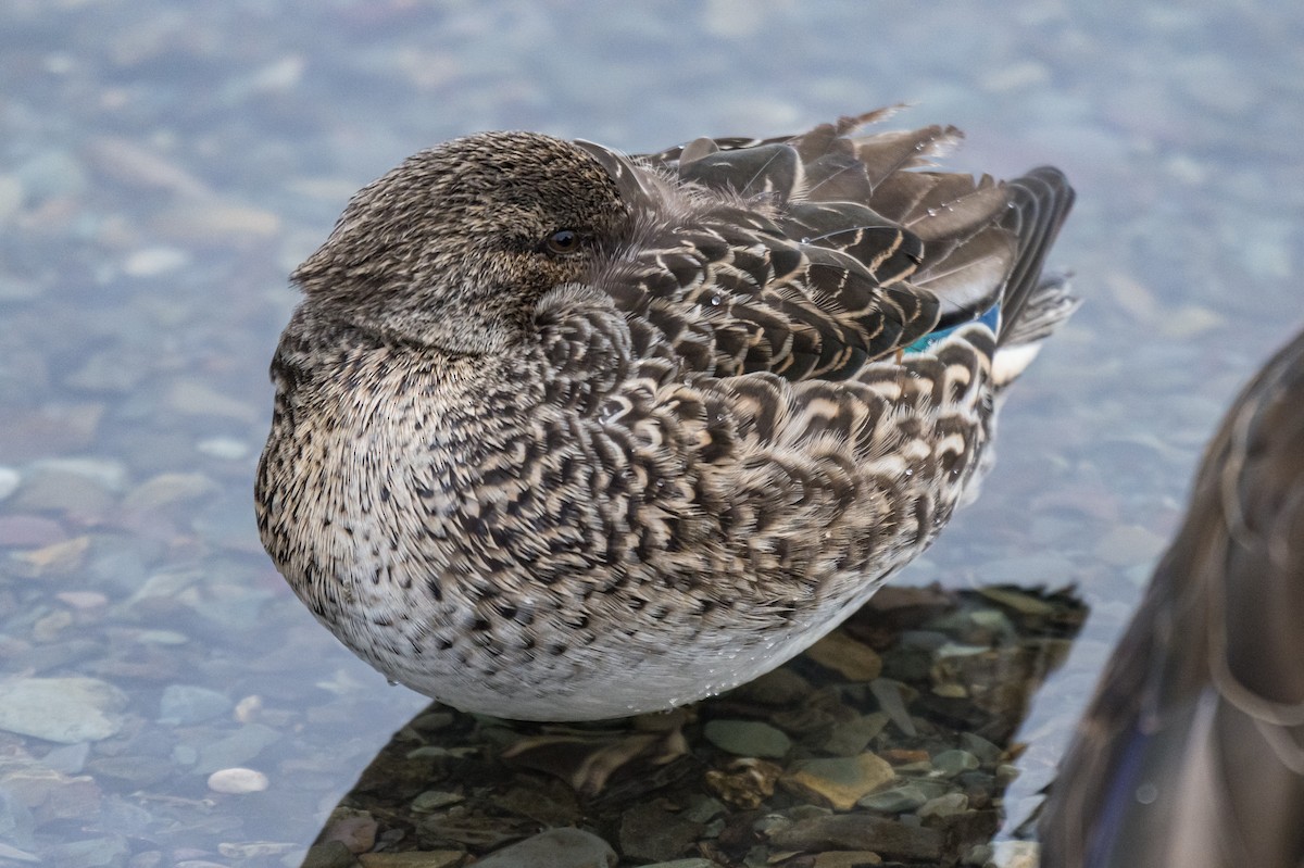 Sarcelle d'hiver - ML647298170