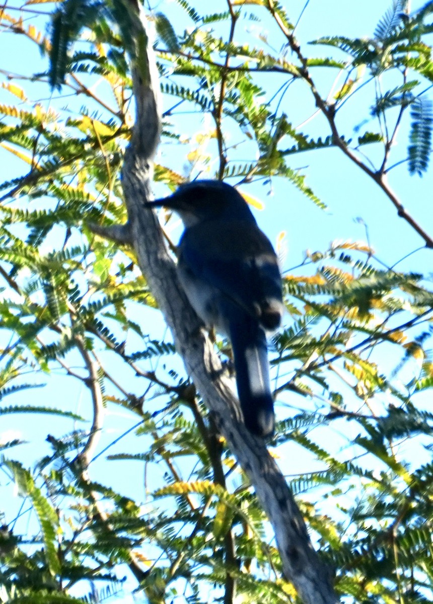 Невадская сойка - ML647298175