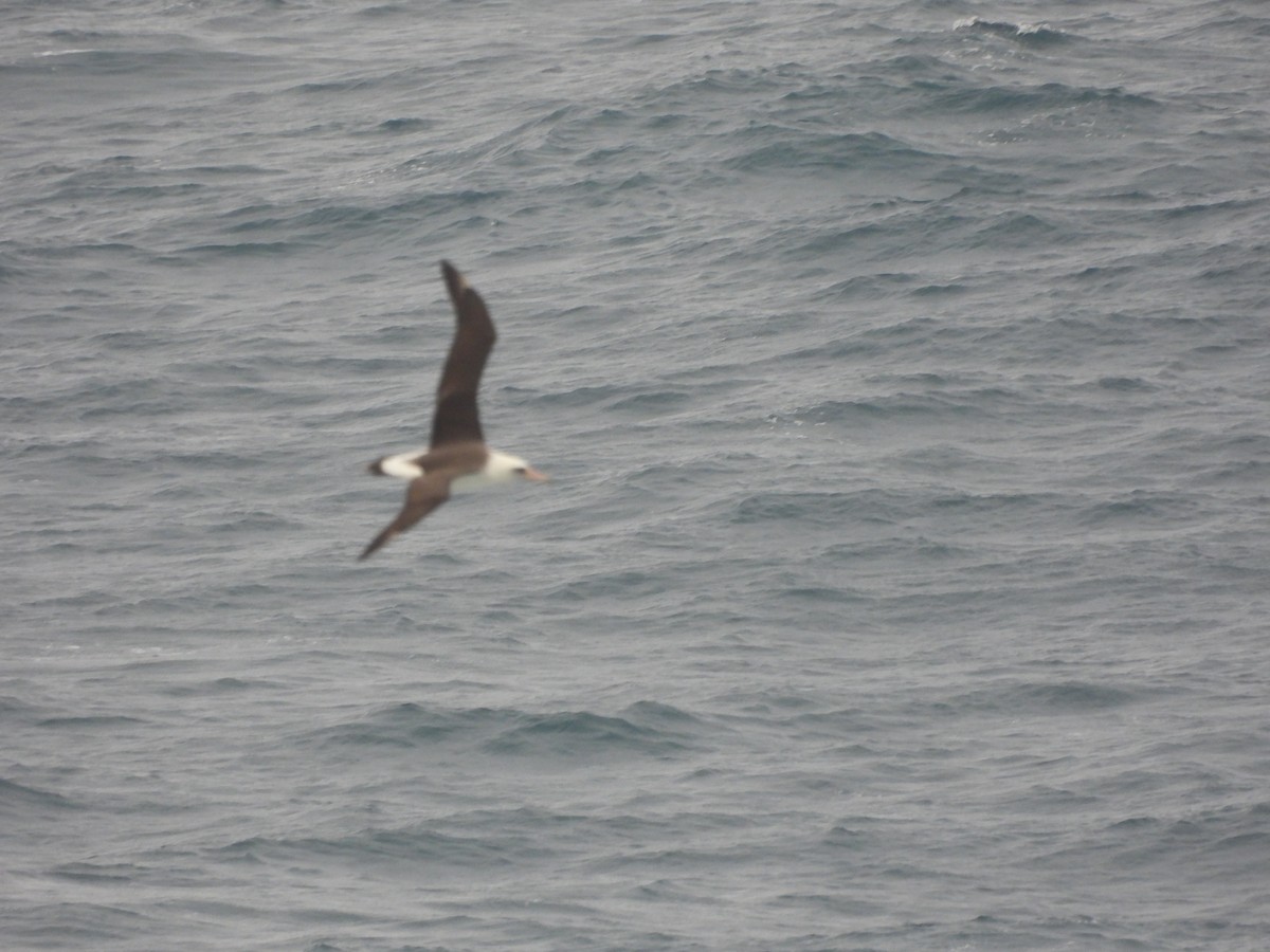 Laysan Albatross - ML647298201