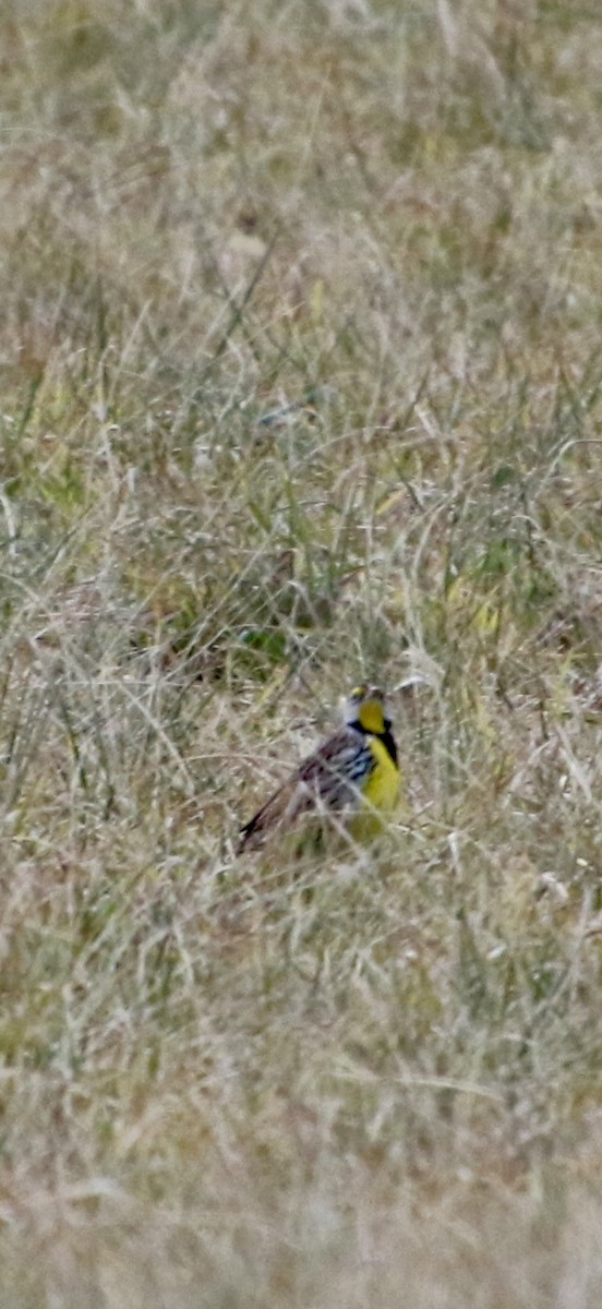 Eastern Meadowlark - ML647298203