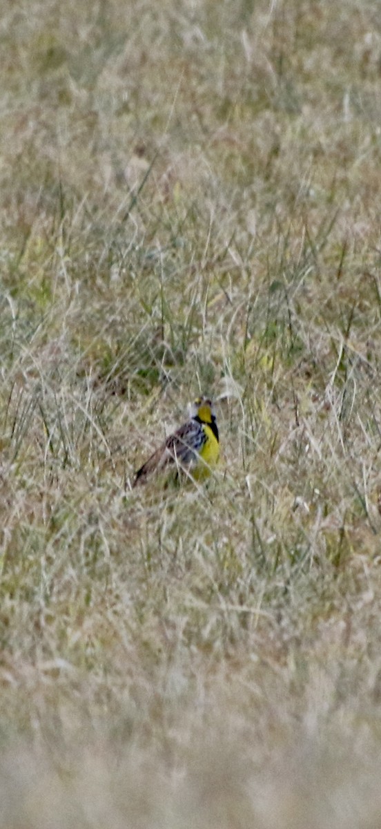 Eastern Meadowlark - ML647298204