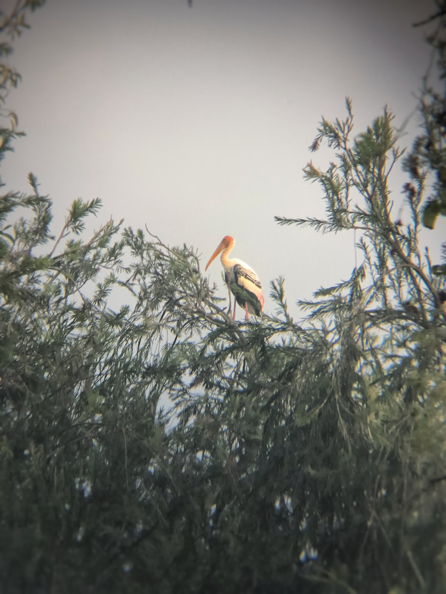 インドトキコウ - ML647298206