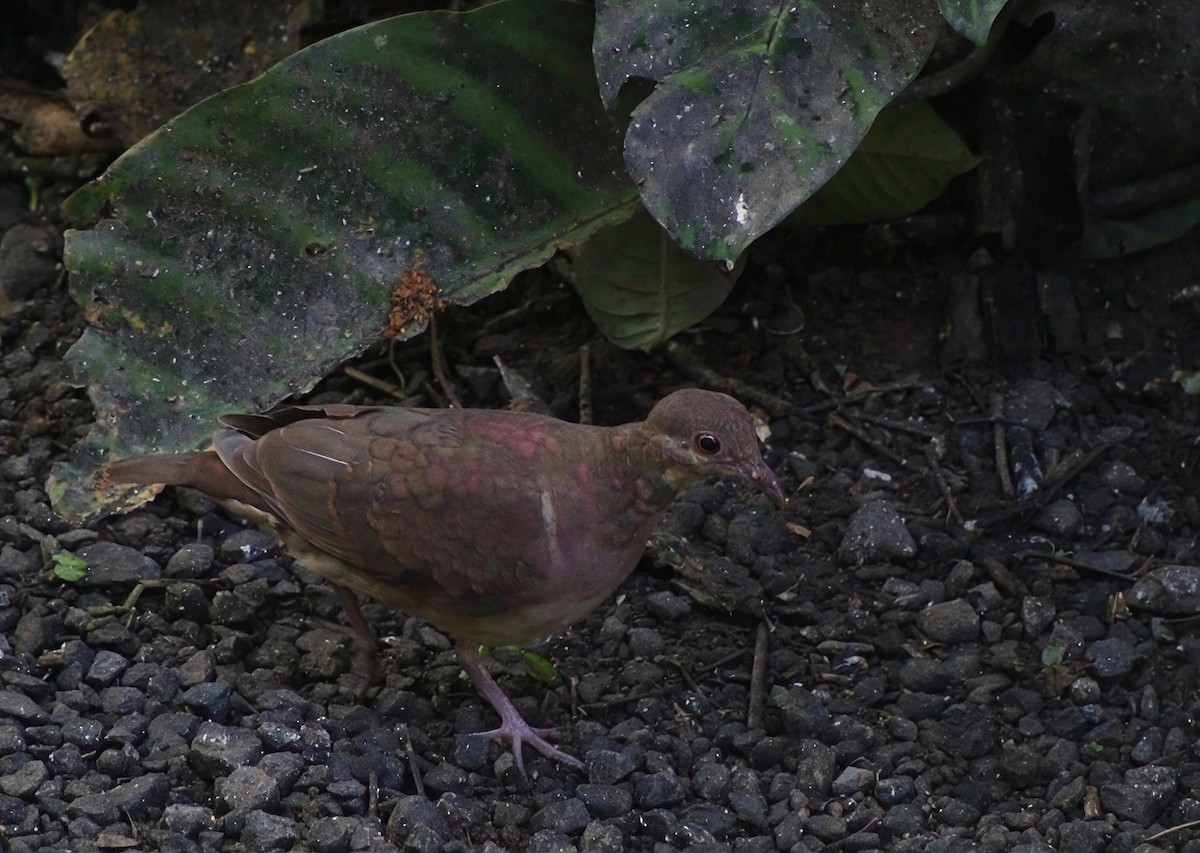 Ruddy Quail-Dove - ML647298215