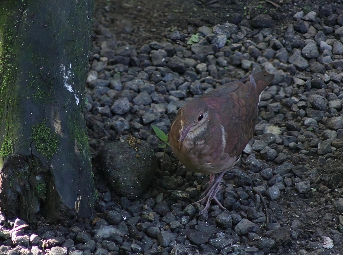 Ruddy Quail-Dove - ML647298216