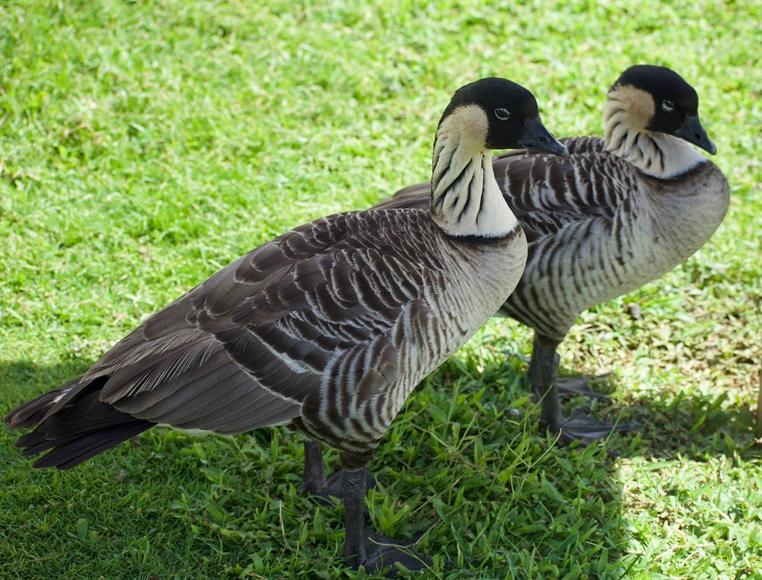 Hawaiian Goose - ML647298242