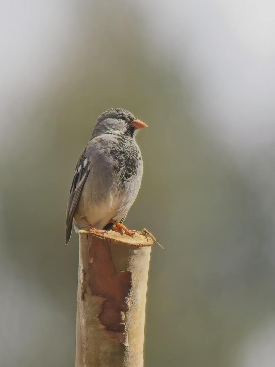 Mourning Sierra Finch - ML647298247